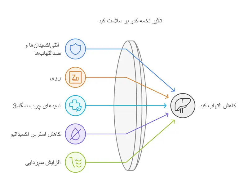 خواص تخم کدو برای کبد چرب